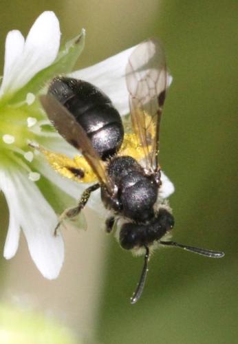 Réf. 324 780 : Andrena sp.